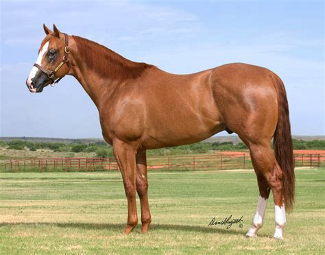Pink Buckle Barrel Horse Sale - 6666 Ranch