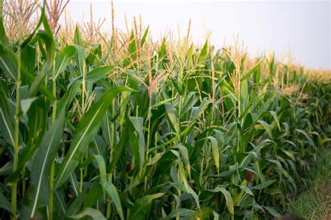 Corn Crops Benefit From Carbon Nanoparticles