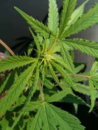 Cannabis Flowering Stage Week By Week Best Seed Bank