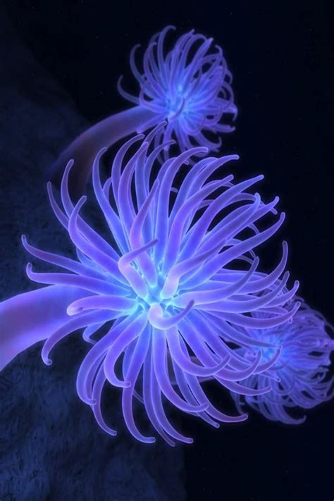 Neon Sea Life Deep Sea Life Under The Sea Images Underwater Plants