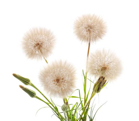 Enlarged Dandelion Stock Photos Pictures And Royalty Free Images Istock