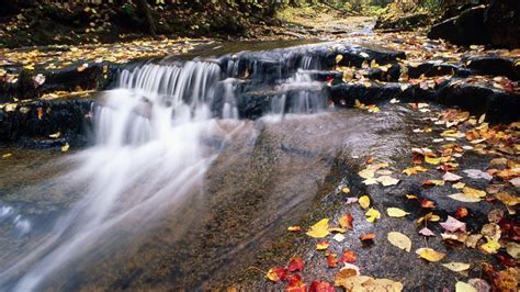 Wallpaper River Mountain Water Stream Leaves Autumn 1920x1080