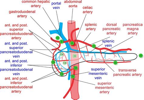 Pancreas Physiology Intechopen