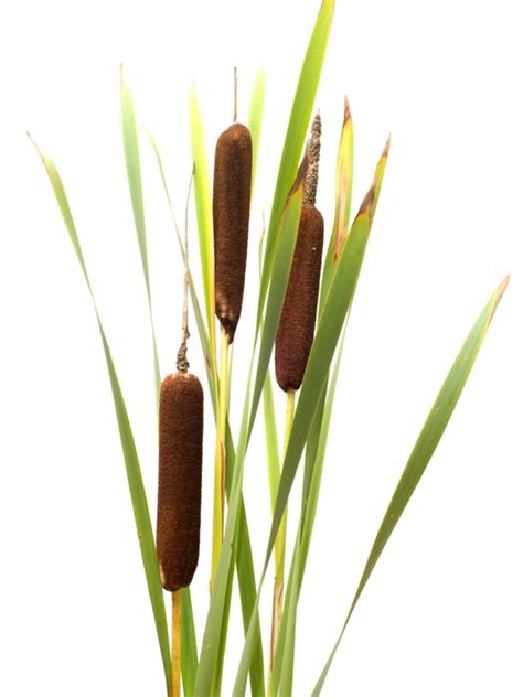 Potted Cattails How To Grow Cattail In Containers