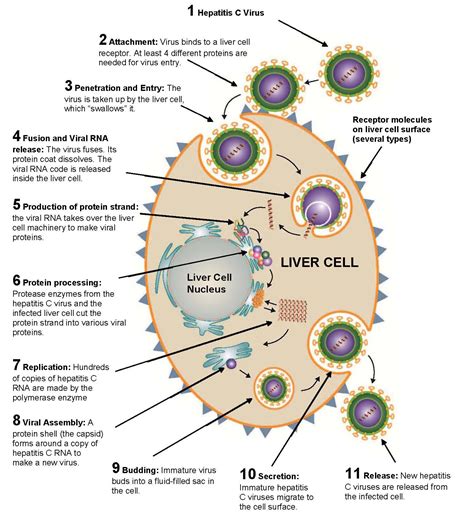 Hepatitis C Virus Life Cycle Thebody Com