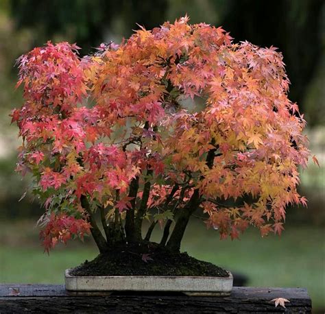 Japanese Maple Acer Palmatum Momiji⠀ By Philippe Massard France 🇫🇷