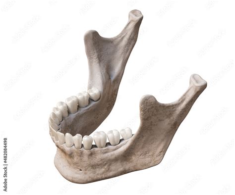 Stockillustratie Human Mandible Or Jaw Bone With Teeth In Three Quarter