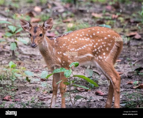 Spotted Deer At Chitwan National Park In Nepal Stock Photo Alamy