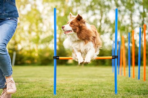 How To Train A Dog For Agility At Home