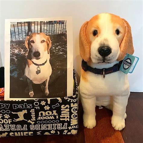 Check out our sister brand, petsies, where you can create your own plush lookalike of your pet. Photo from @petsies on Instagram by petsies | Custom ...