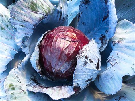 Viele leckere rezepte aus dem bereich rezept blaukraut bei foodtempel. Blaukraut - Rotkraut - Rotkohl | Thomas Sixt Koch Kunst