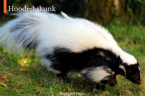 Can Skunks Climb Fences How Skunks Get Into Fenced Off Areas