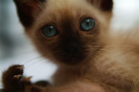 The siamese cat is one of the first distinctly recognized breeds of asian cat. BEHAVIORS OF FEMALE SIAMESE KITTENS | tripsandthecity