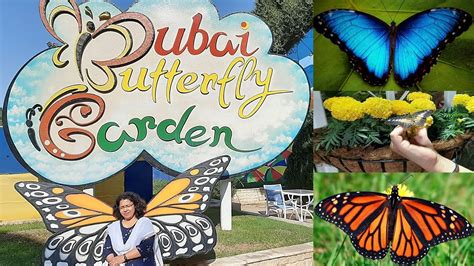 Dubai Butterfly Garden Uae Do You Want To See 15000 Butterflies