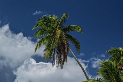 Palm Tree Against Blue Sky Photograph By Edward Garey