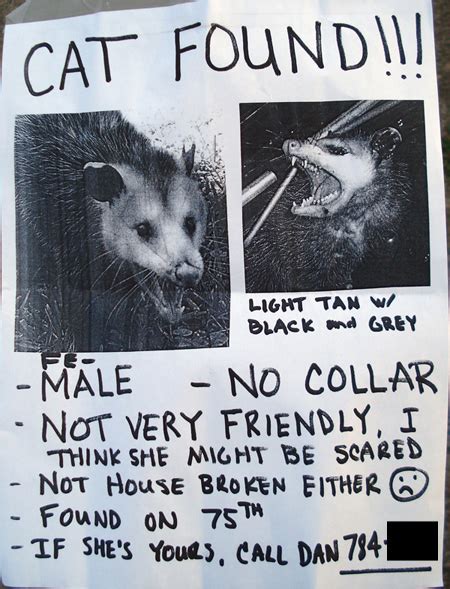 10+ hilarious posters for missing cats. 'Cat found' poster shows one mean kitty - My Ballard