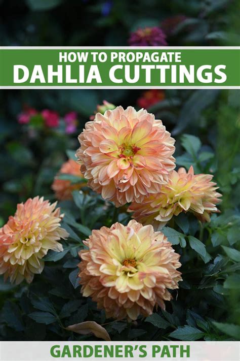 How To Propagate Dahlia Stem And Tuber Cuttings Gardeners Path