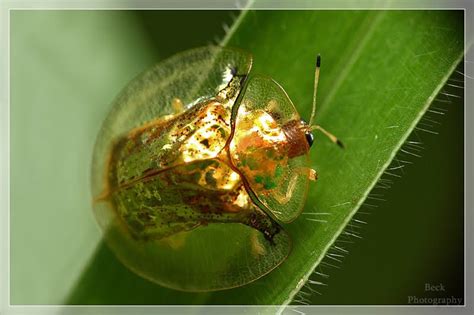 Blog Fuad Informasi Dikongsi Bersama Bizzare Insect The Golden