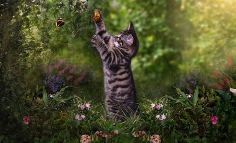 Kitten And Butterfly Hd Wallpaper Background Image
