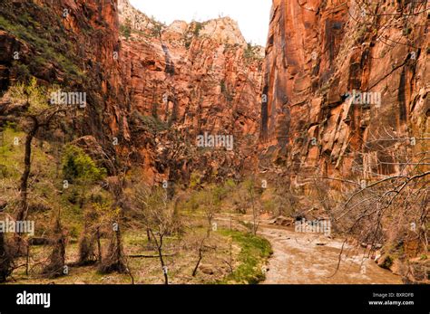 Canyon Carved By Virgin River Zion National Park Utah Stock Photo Alamy