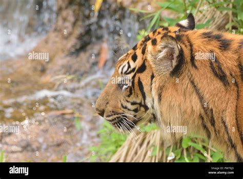 Closeup Portrait Of Sumatran Tiger In Nature Stock Photo Alamy