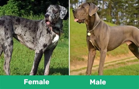 Great Dane Having Sex With Women Telegraph