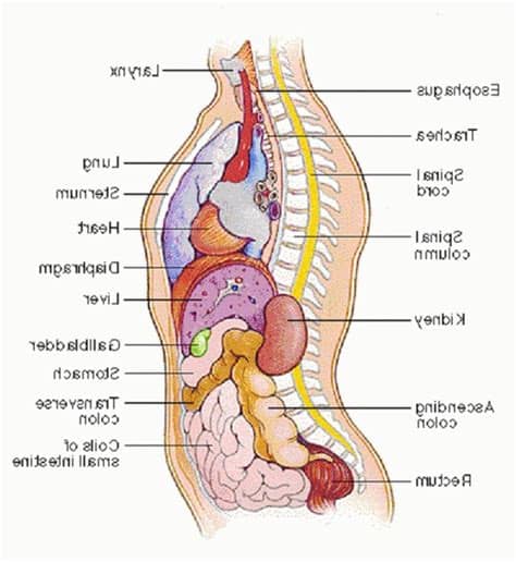 Vintage anatomy charts of the human body showing the skeletal and muscle systems. Human Body Organs Diagram From The Back | Human body ...