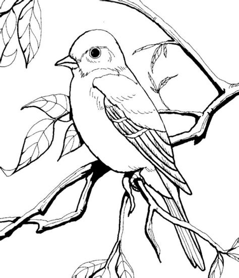 Get This Bird Coloring Pages to Print for Kids 71530
