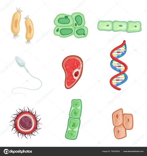Human Cells Set Cells Involved In The Process Of Human Life Detailed