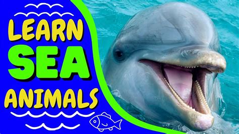 Learn Sea Animals Names And Sounds Ocean Animals For Kids And Toddlers