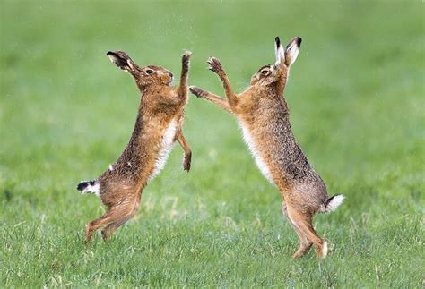 Mad As A March Are Two Brown Hares Boxing—in The Mating Season Will