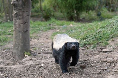 14 Honey Badger Facts Fact Animal