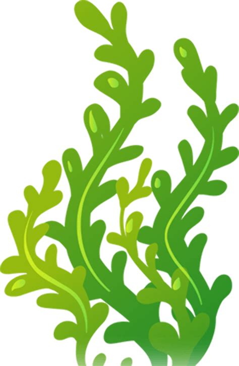 Download High Quality Seaweed Clipart Colorful Transparent Png Images