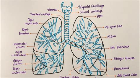 Lung Diagrams Labeled Simple