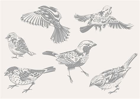 Sparrow Clip Art Vector Images And Illustrations Istock