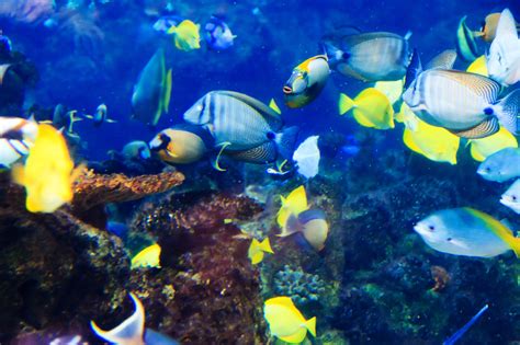 Sous Marine Des Poissons Tropicaux Photo Stock Libre Public Domain