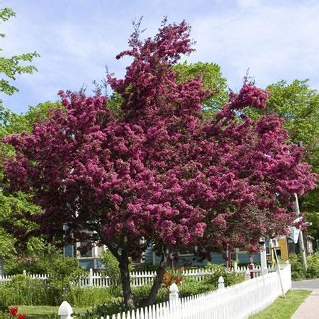 Fast growing flowering trees in michigan. Profusion Crabapple Tree | Crabapple tree, Fast growing ...