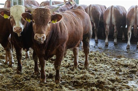Bulls For Slaughtering Hunland Trade