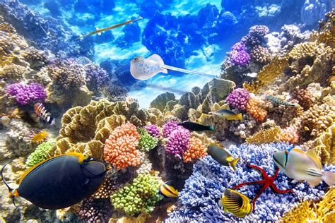 Coral Reef Backgrounds Wallpaper Underwater Wallpaper Underwater