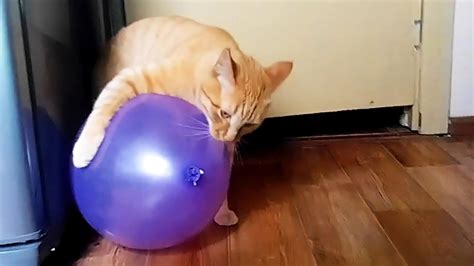 Cats Vs Balloons Part 2 Cat Reaction To Balloons