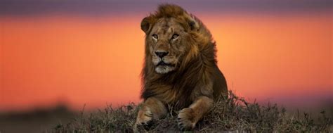 Wallpaper A Lion At Sunset Art Of Safari