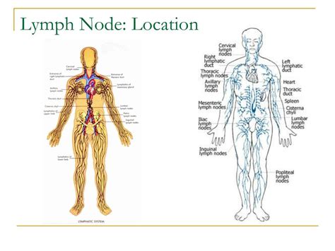 Location Of Lymph Nodes