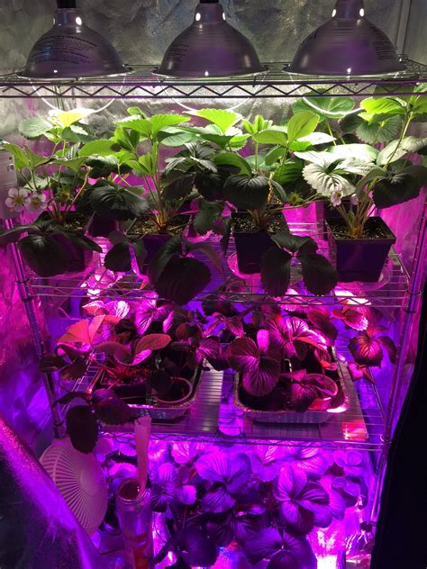 Growing strawberries hydroponically in an nft system requires the plants to be placed in net pots. Grow Lights - General Fruit Growing - Growing Fruit