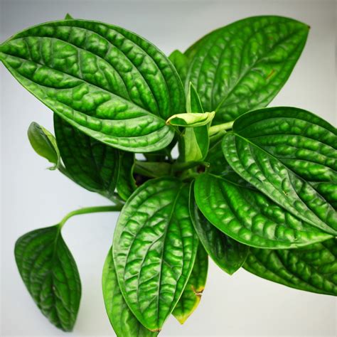 Monstera is a genus of 45 species of flowering plants in the arum family, araceae, native to tropical regions of the americas. monstera karstenianum | PA Orchid Exchange