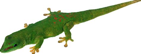 Lizard Png Transparent Image Download Size 3163x1208px