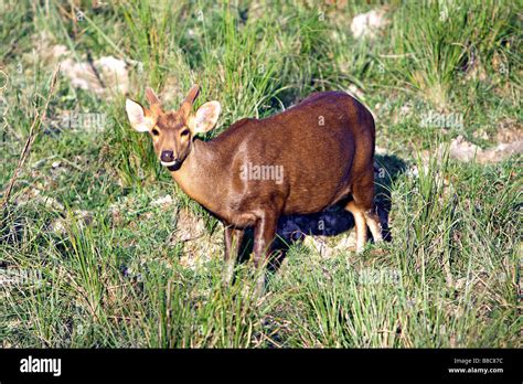 Hog Deer Axis Porcinus At Kaziranga National Park Assam India