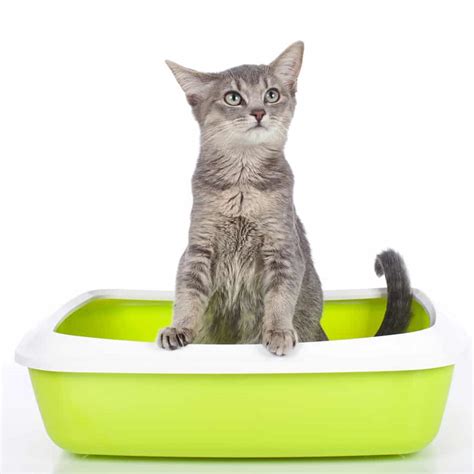 Buy the newest cindy's recipe cat supplies in malaysia with the latest sales & promotions ★ find cheap offers ★ browse our wide selection of products. Homemade Cat Food Recipes For Sensitive Stomach And ...