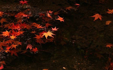 Download Dark Autumn Maple Leaves In Water Wallpaper