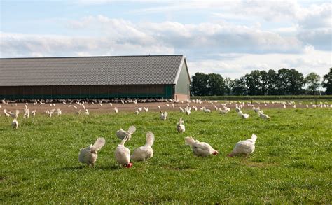 Did you know thomas reid farms was british columbia's first, original organic chicken farm? Why Perdue Going Organic Could Mean Cleaner Water - Modern ...