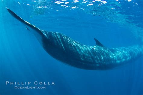 Fin Whale Underwater Balaenoptera Physalus La Jolla California